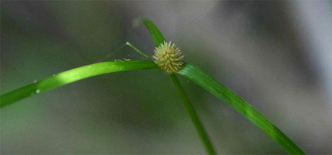 Kyllinga erecta 