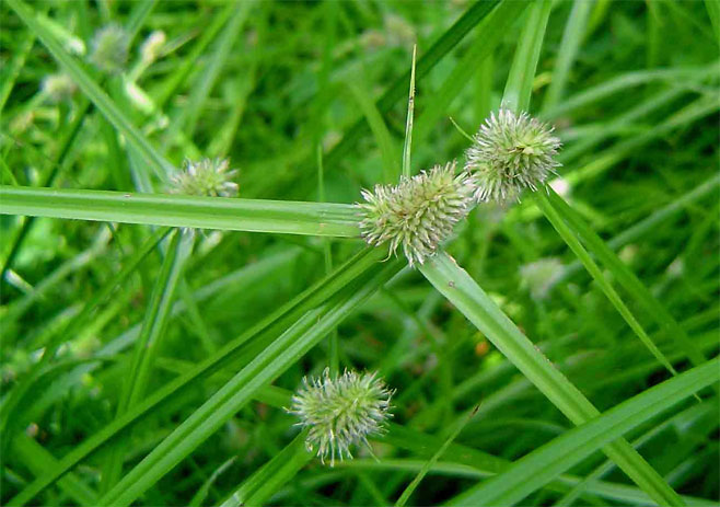 Kyllinga squamulata