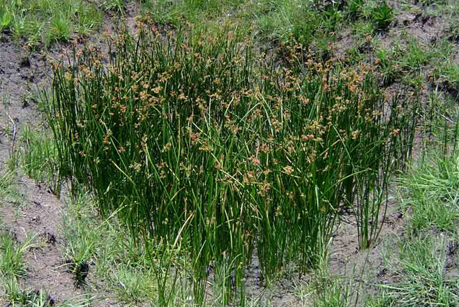 Schoenoplectus confusus 