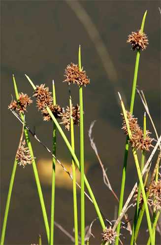Schoenoplectus confusus 