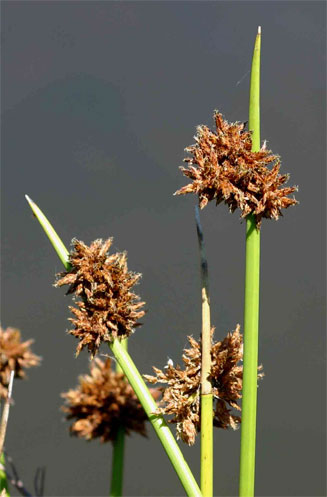 Schoenoplectus confusus 