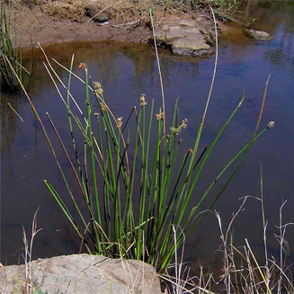 Schoenoplectus corymbosus