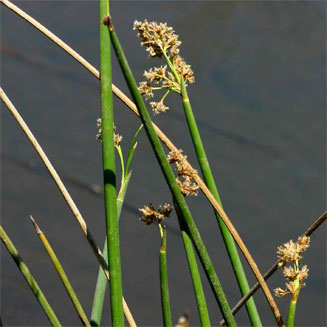 Schoenoplectus corymbosus