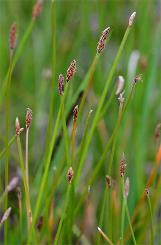 Eleocharis marginulata 