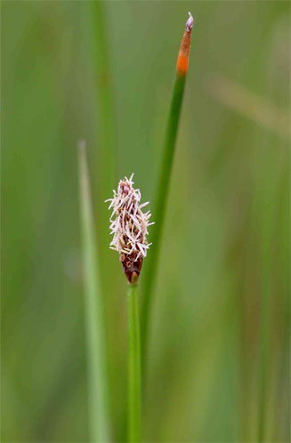 Eleocharis marginulata 