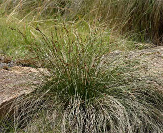 Coleochloa setifera