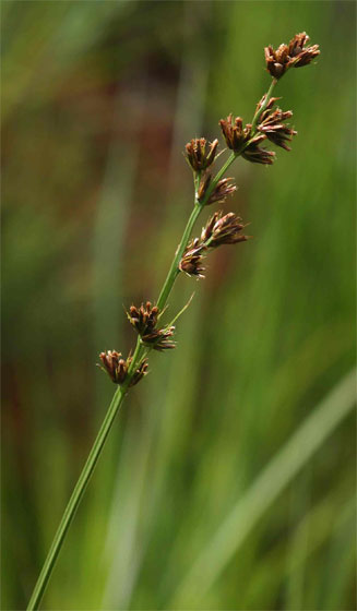 Scleria bulbifera 