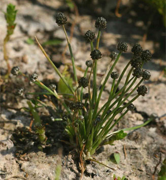 Eriocaulon abyssinicum 