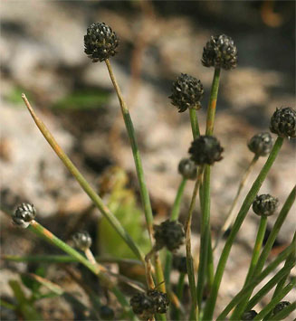 Eriocaulon abyssinicum 