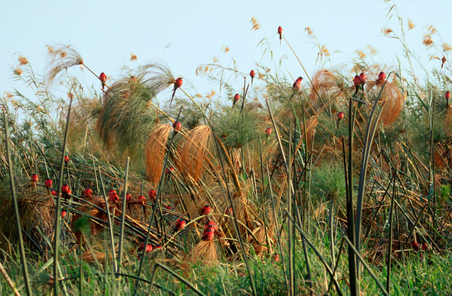 Cyperus papyrus (Papyrus)