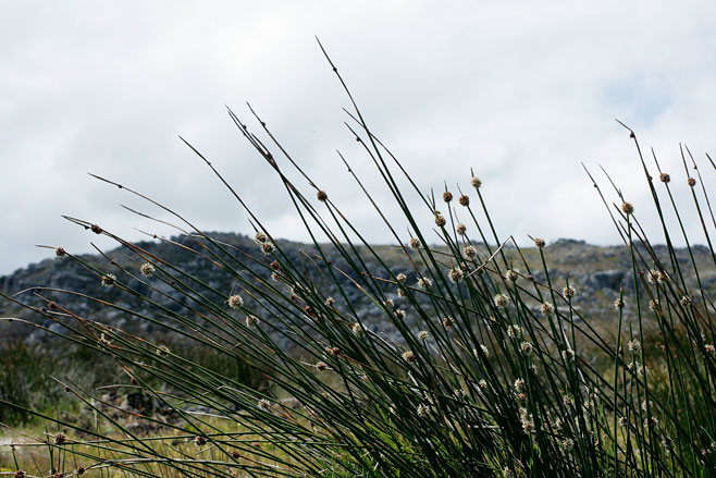 Ficinia nodosa