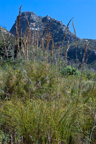Tetraria bromoides
