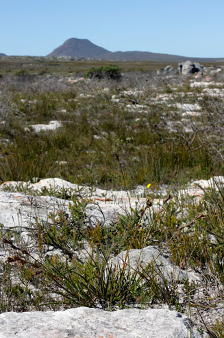 Tetraria eximia  
