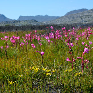 Ficinia radiata (Stergras)