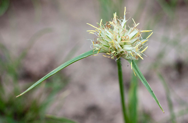 Cyperus obtusiflorus