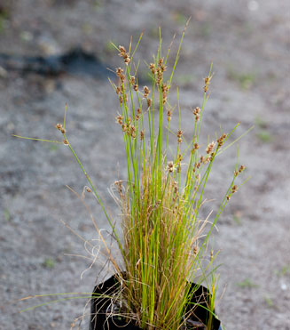 Ficinia bulbosa