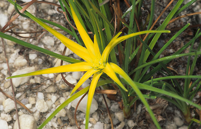 Ficinia radiata (Stergras)