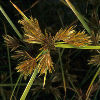 Cyperus esculentus (Yellow nutsedge)