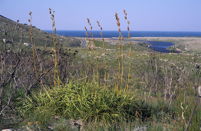 Tetraria thermalis 