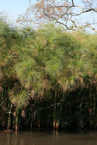 Cyperus papyrus (Papyrus)