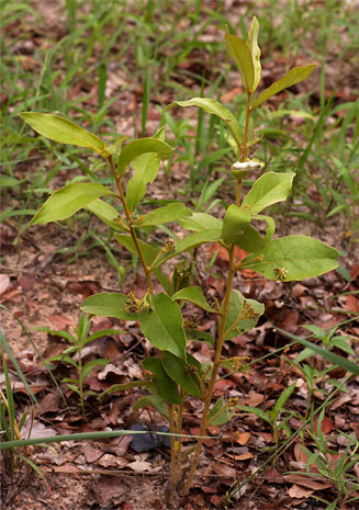 Dichapetalum rhodesicum