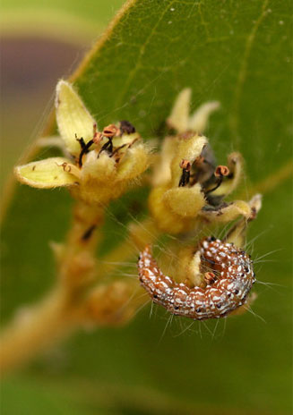 Dichapetalum rhodesicum