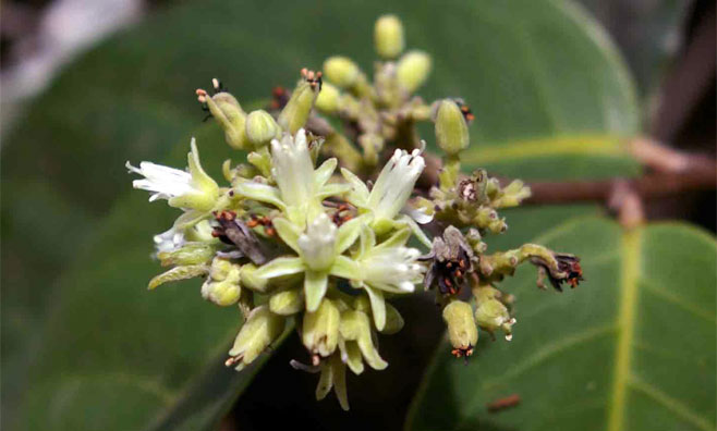 Dichapetalum rhodesicum