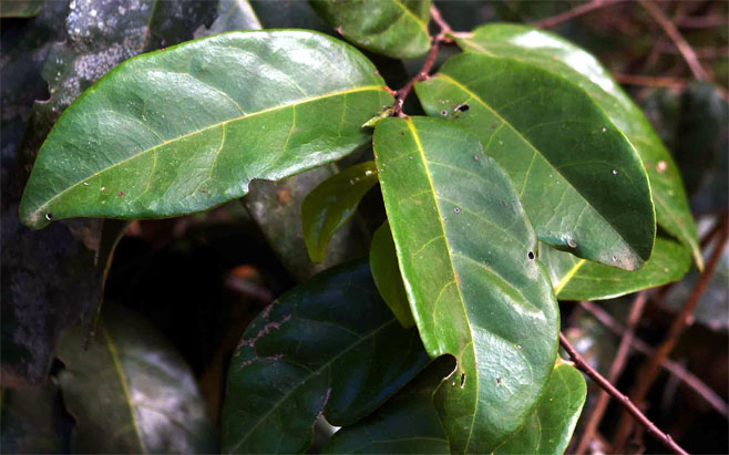 Dichapetalum rhodesicum