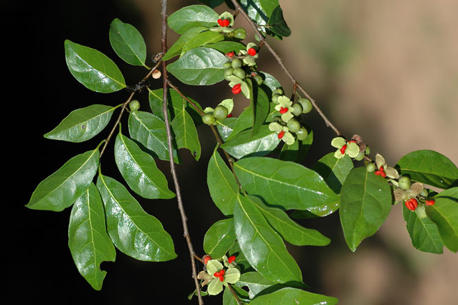Tapura fischeri