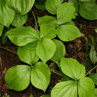 Dioscorea dumetorum