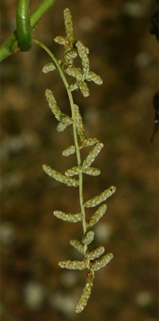 Dioscorea dumetorum