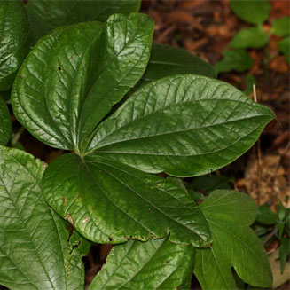Dioscorea dumetorum