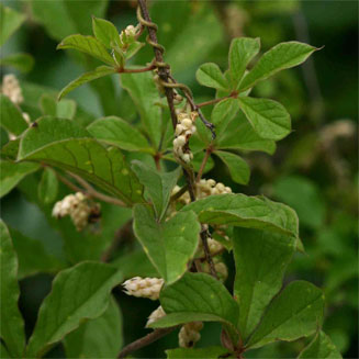 Dioscorea quartiniana