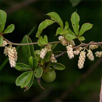 Dioscorea quartiniana