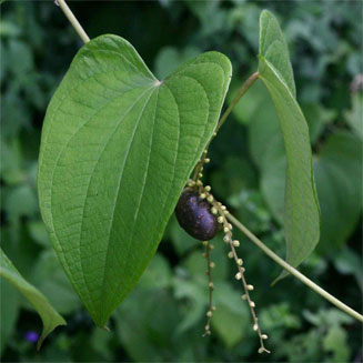 Dioscorea sylvatica