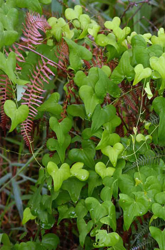 Dioscorea sylvatica