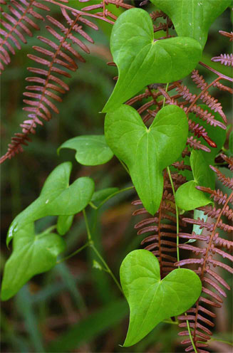 Dioscorea sylvatica