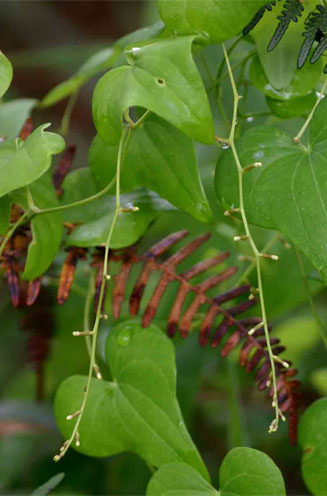 Dioscorea sylvatica