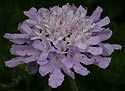 Scabiosa