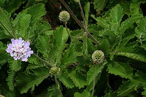 Scabiosa africana
