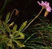 Drosera hilaris
