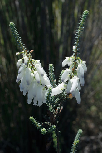 Erica baueri (Albertinia heath)