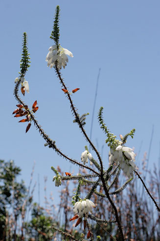 Erica baueri (Albertinia heath)