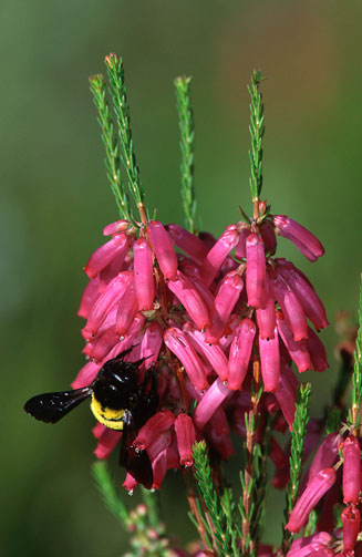 Erica mammosa