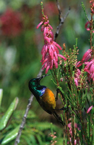 Erica mammosa