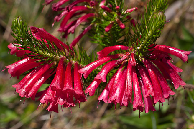 Erica abietina