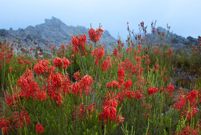 Erica mammosa
