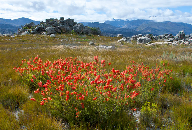 Erica mammosa