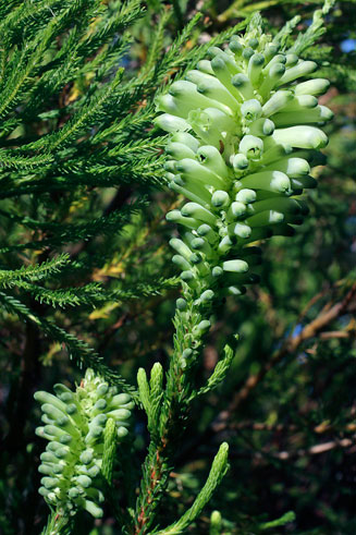 Erica sessiliflora