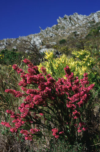 Erica abietina